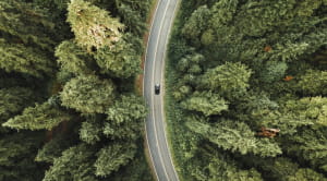 Car driving through woods